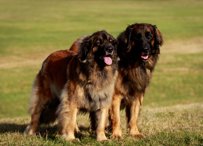 Octavius und Yule HP2